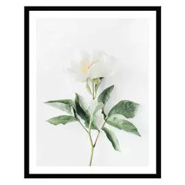 репродукция в раме ПИОН 400х500мм бумага/полистирол