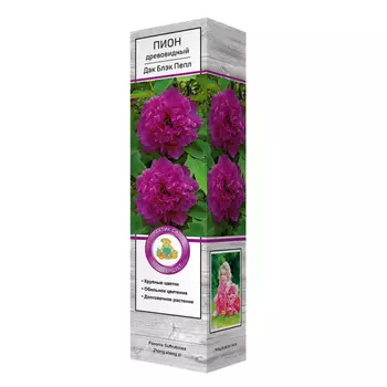 саженцы Пион древовидный Дак Блэк-Пёпл