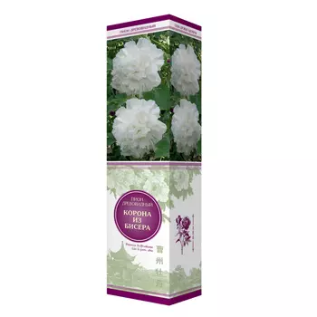 саженцы Пион древовидный Корона из бисера