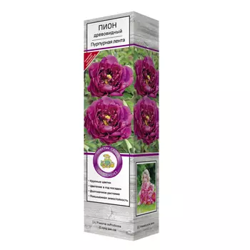 саженцы Пион древовидный Пурпурная лента