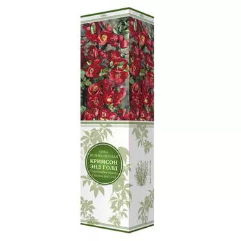 саженец Айва великолепная (Хеномелес) Кримсон энд Голд