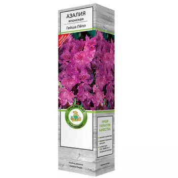 саженец Азалия японская Гейша Пёпл