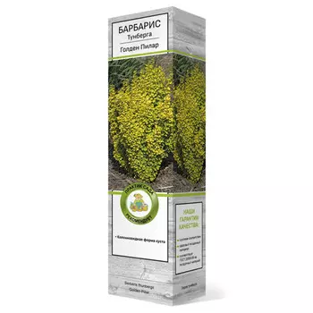 саженец Барбарис Тунберга Голден Пилар