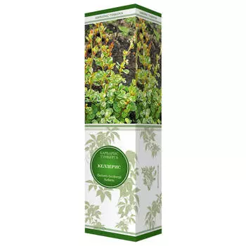 саженец Барбарис Тунберга Келлерис