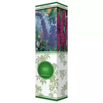 саженец Буддлея Давида Вайт Профьюжн