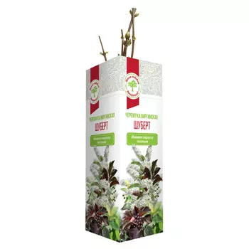 саженец Черемуха виргинская Шуберт 1шт