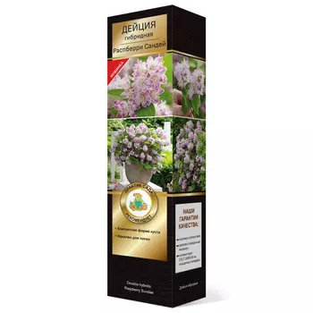 саженец Дейция гибридная (Серия Патио) Люкс Распберри Сандей