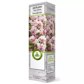 саженец Дейция пурпурная Калмифлора