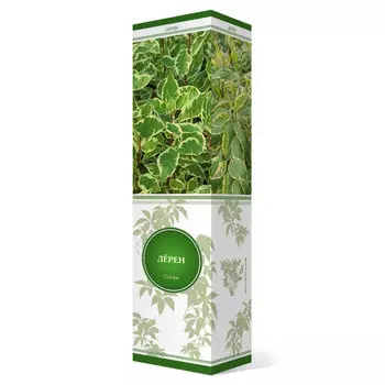 саженец Дерен белый Ауреа