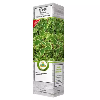 саженец Дерен белый Элегантиссима