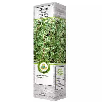 саженец Дерен белый Сибирика Вариегата