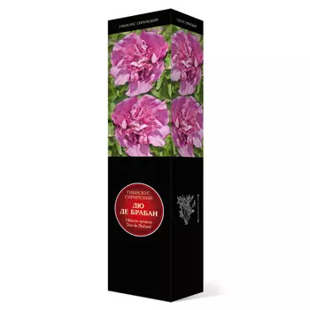 саженец Гибискус сирийский Люкс Дю де Брабан