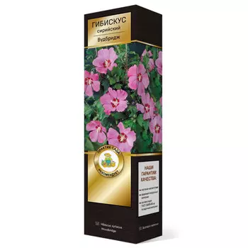 саженец Гибискус сирийский Люкс Вудбридж