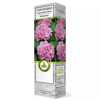 саженец Гортензия крупнолистовая Бенелюкс