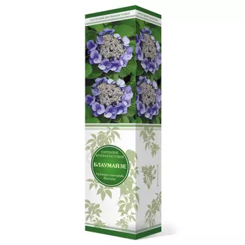 саженец Гортензия крупнолистовая Блаумайзе