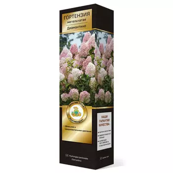 саженец Гортензия метельчатая Люкс Диамантино