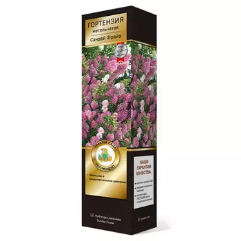 саженец Гортензия метельчатая Люкс Сандей Фрайз