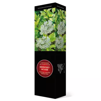 саженец Гортензия метельчатая Люкс Шикоку Флаш