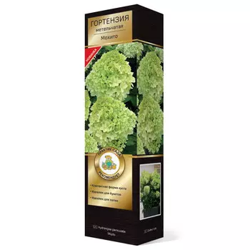 саженец Гортензия метельчатая (Серия Патио) Люкс Мохито