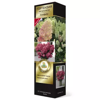 саженец Гортензия метельчатая (Серия Патио) Люкс Бонфайр