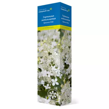 саженец Гортензия метельчатая (Серия Северный Сад) Брасселз Лэйс