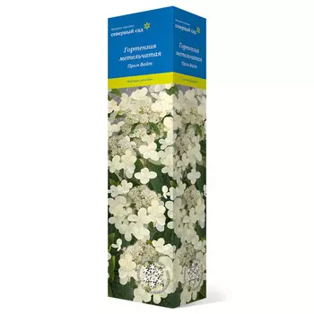 саженец Гортензия метельчатая (Серия Северный Сад) Прим Вайт