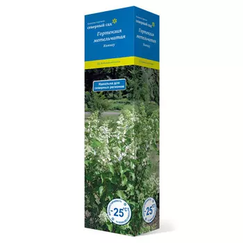 саженец Гортензия метельчатая (Серия Северный Сад) Кьюшу