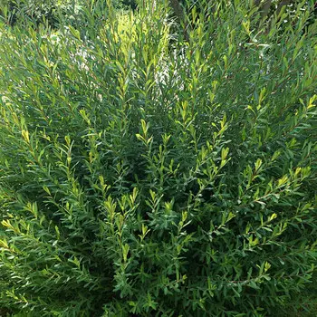 саженец Ива Маяк-2(Фейерверк)