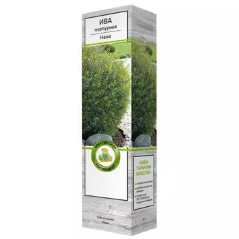 саженец Ива пурпурная Нана