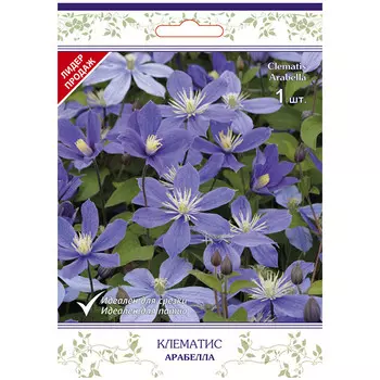 саженец Клематис ботанический (капер) Арабелла