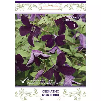 саженец Клематис крупноцветковый (капер) Блэк Принц