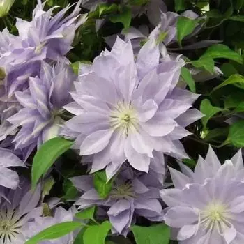 саженец Клематис крупноцветковый (капер) Дэннис Дабл