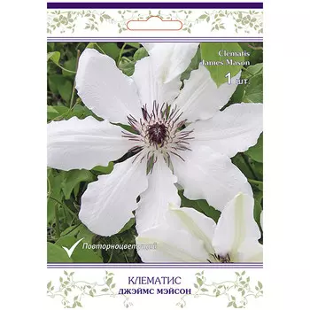саженец Клематис крупноцветковый (капер) Джэймс Мэйсон