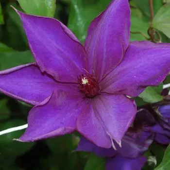 саженец Клематис крупноцветковый (капер) Гидинг Стар