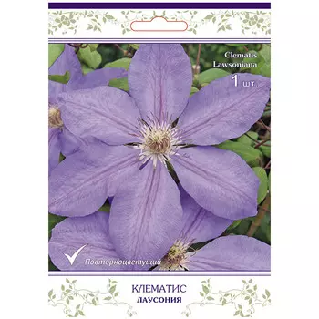 саженец Клематис крупноцветковый (капер) Лаусония