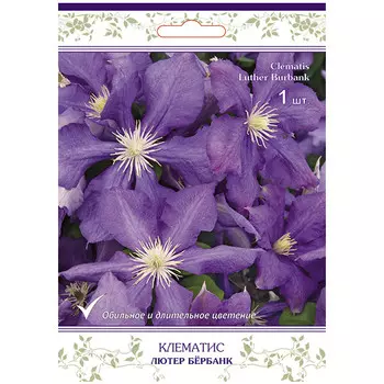 саженец Клематис крупноцветковый (капер) Лютер Бербанк