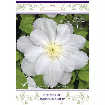 саженец Клематис крупноцветковый (капер) Мадам Ле Культр