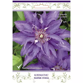 саженец Клематис крупноцветковый (капер) Мария Луиза