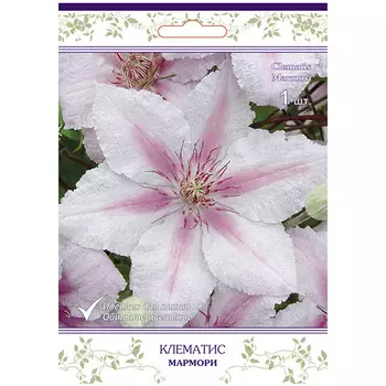 саженец Клематис крупноцветковый (капер) Мармори