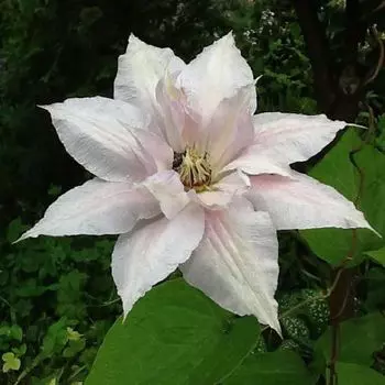 саженец Клематис крупноцветковый (капер) Мать Сиедлиска