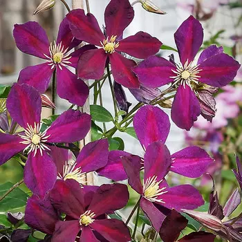 саженец Клематис крупноцветковый (капер) Микелит