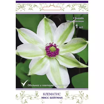 саженец Клематис крупноцветковый (капер) Мисс Бейтмен