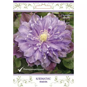 саженец Клематис крупноцветковый (капер) Паола