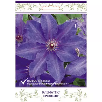 саженец Клематис крупноцветковый (капер) Президент