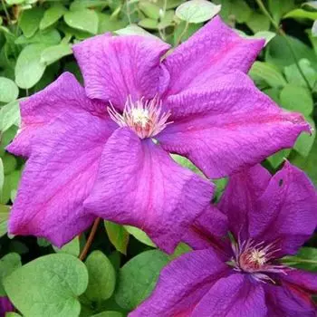 саженец Клематис крупноцветковый (капер) Рахваринн