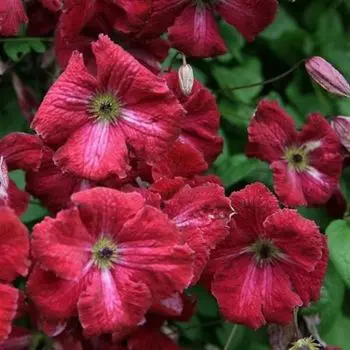 саженец Клематис крупноцветковый (капер) Рубра