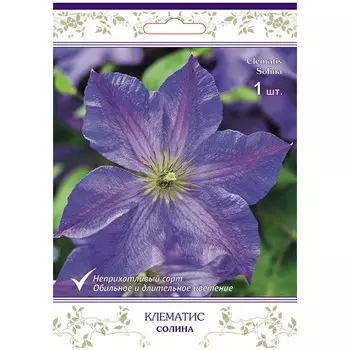 саженец Клематис крупноцветковый (капер) Солина