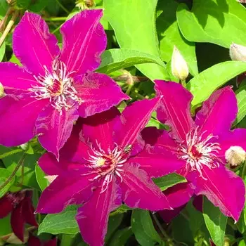 саженец Клематис крупноцветковый (капер) Стасик