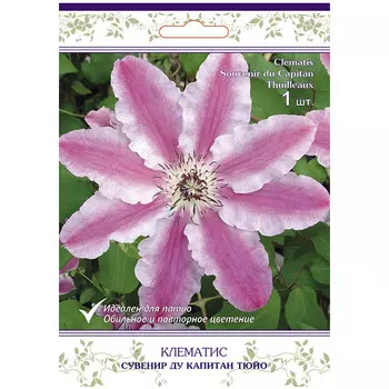 саженец Клематис крупноцветковый (капер) Сувенир ду Капитан Тюйо