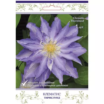 саженец Клематис крупноцветковый (капер) Тирислунд